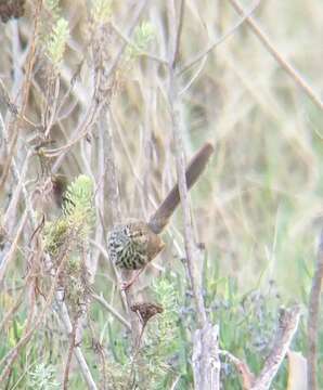 Image of Karoo Prinia