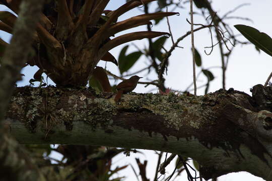 Image of Azara's Spinetail