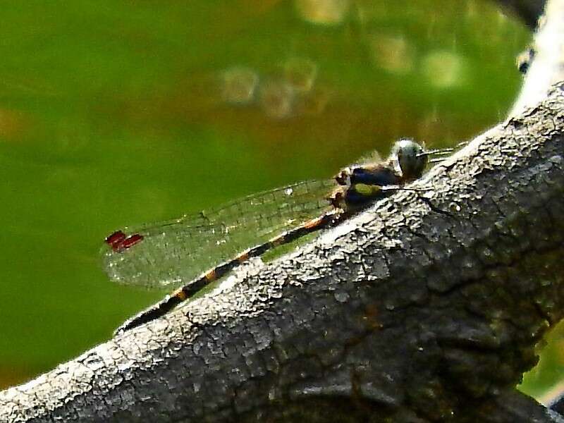 Слика од Cordulephya pygmaea Selys 1871