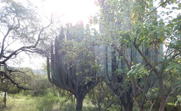 Image of Pachycereus weberi (J. M. Coult.) Backeb.