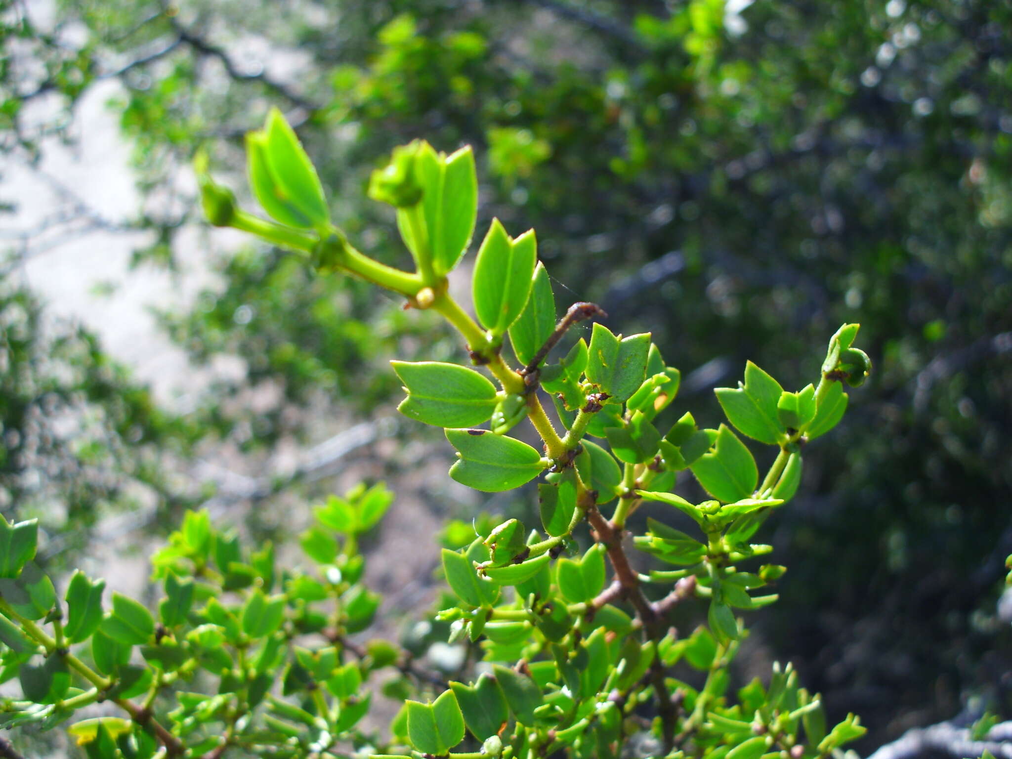 Image of Larrea cuneifolia Cav.