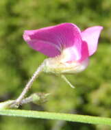 Image of <i>Tephrosia capensis</i> var. <i>hirsuta</i> Harv.