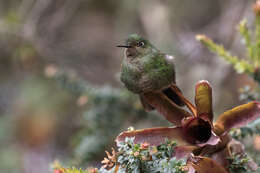 Metallura tyrianthina (Loddiges 1832) resmi