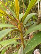 صورة Rhytidophyllum bicolor Urb.