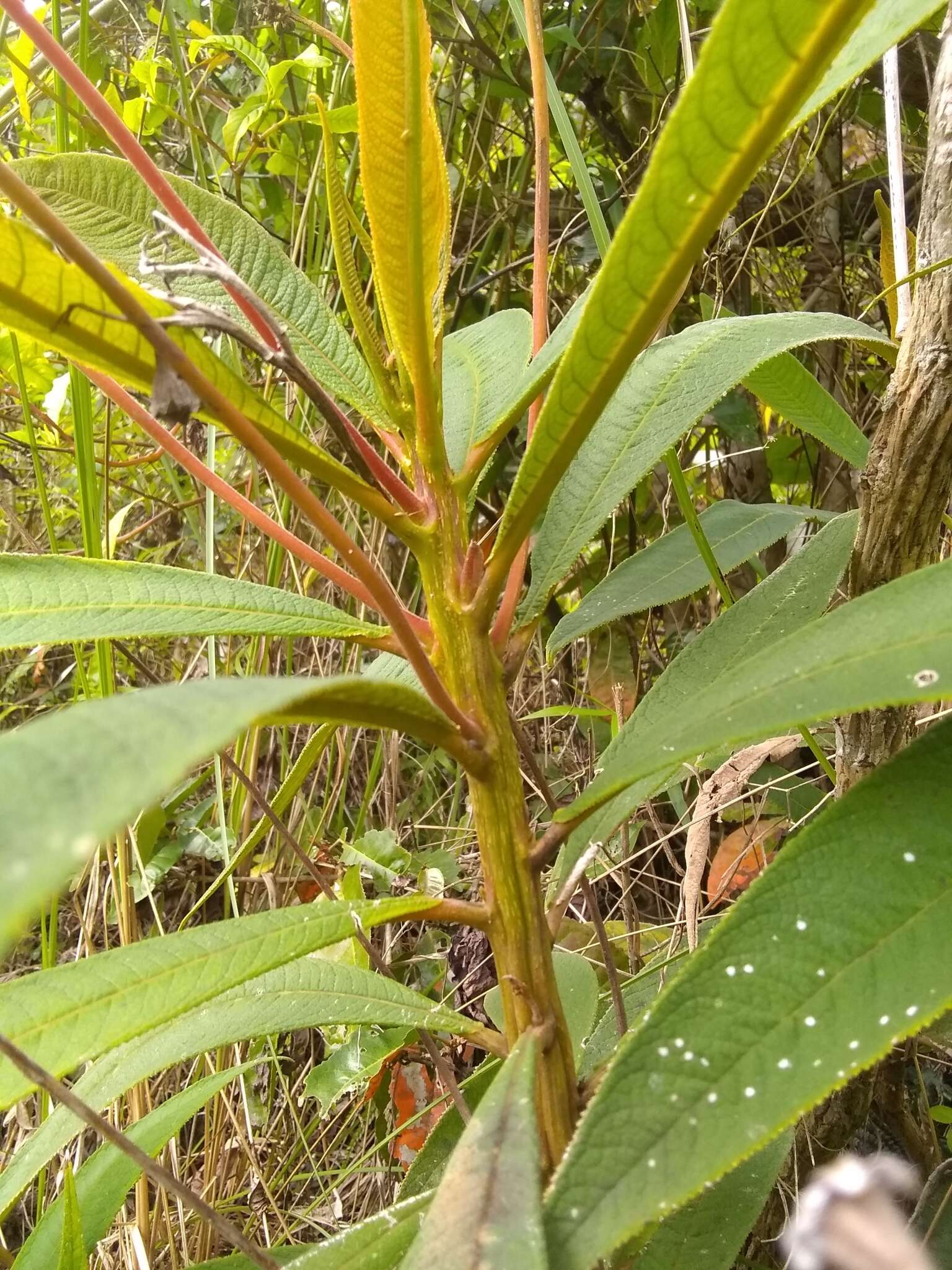 Imagem de Rhytidophyllum bicolor Urb.