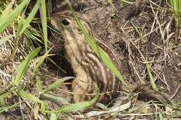 Image of thirteen-lined ground squirrel