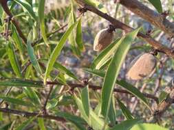 Imagem de Prunus webbii (Spach) Vierh.