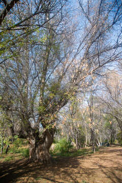 Image of Fraxinus sogdiana Bunge