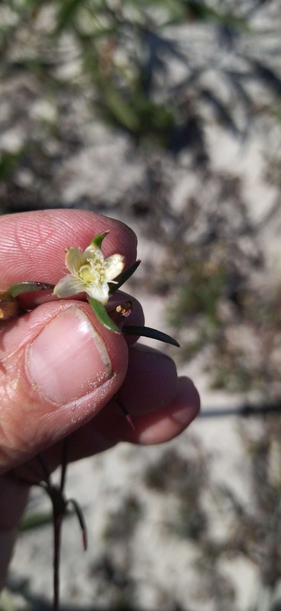 Wahlenbergia longifolia (A. DC.) Lammers resmi