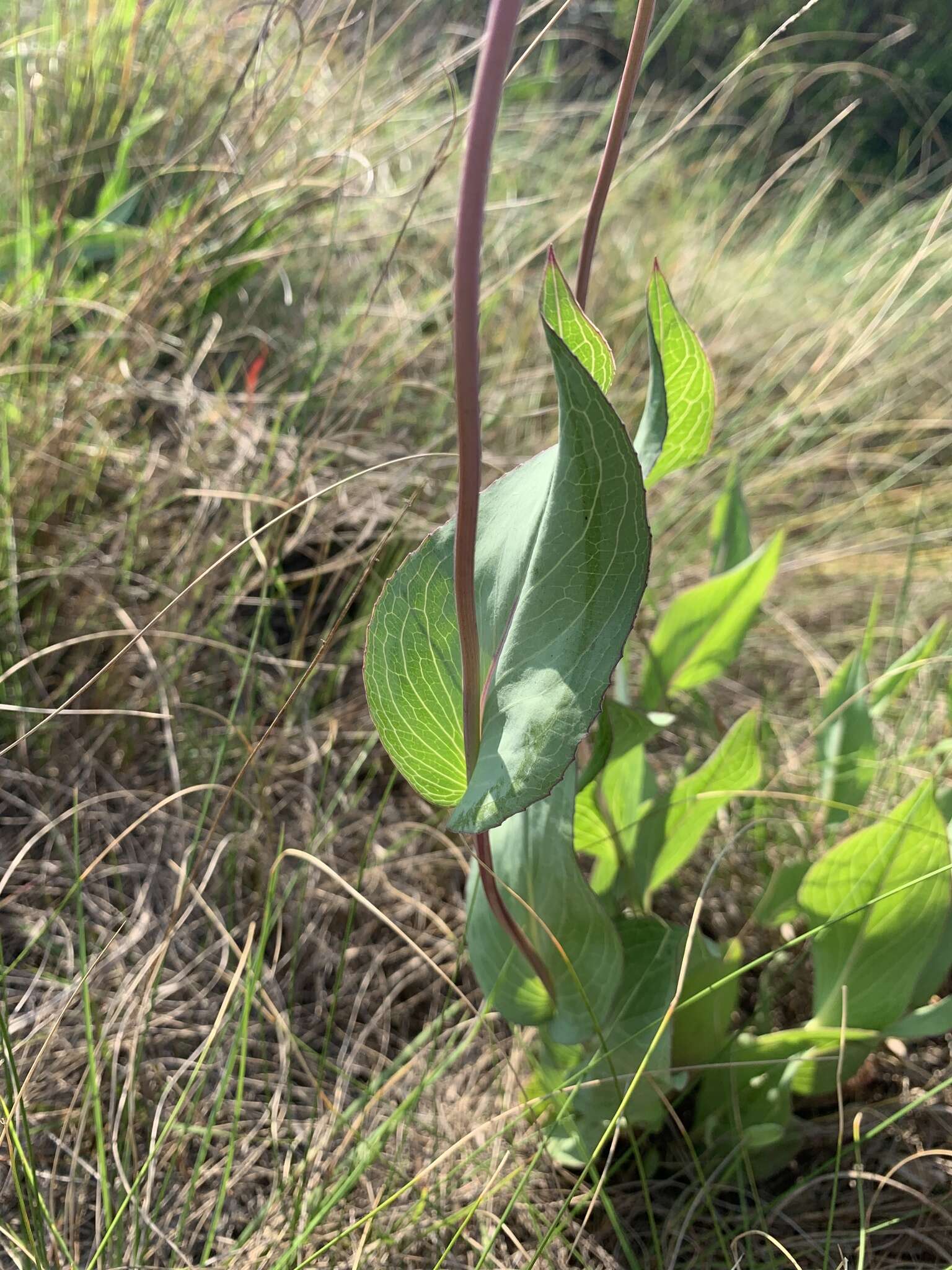 Sivun Senecio glaberrimus DC. kuva