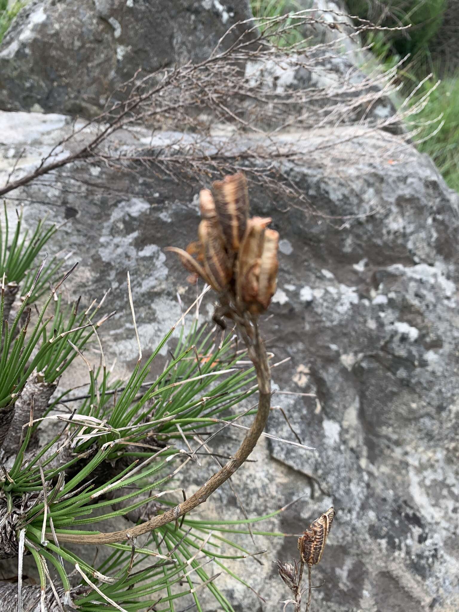 Image of Aloe chortolirioides var. chortolirioides