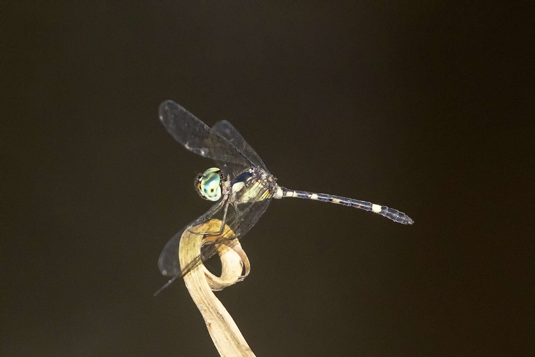 Image of Tetrathemis irregularis cladophila