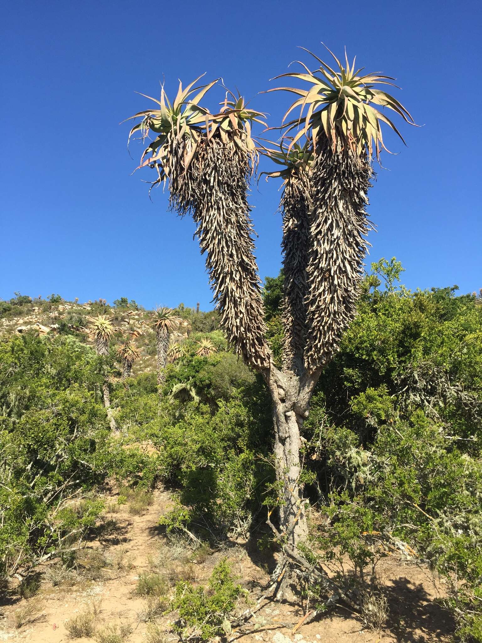 Image of Aloe speciosa Baker