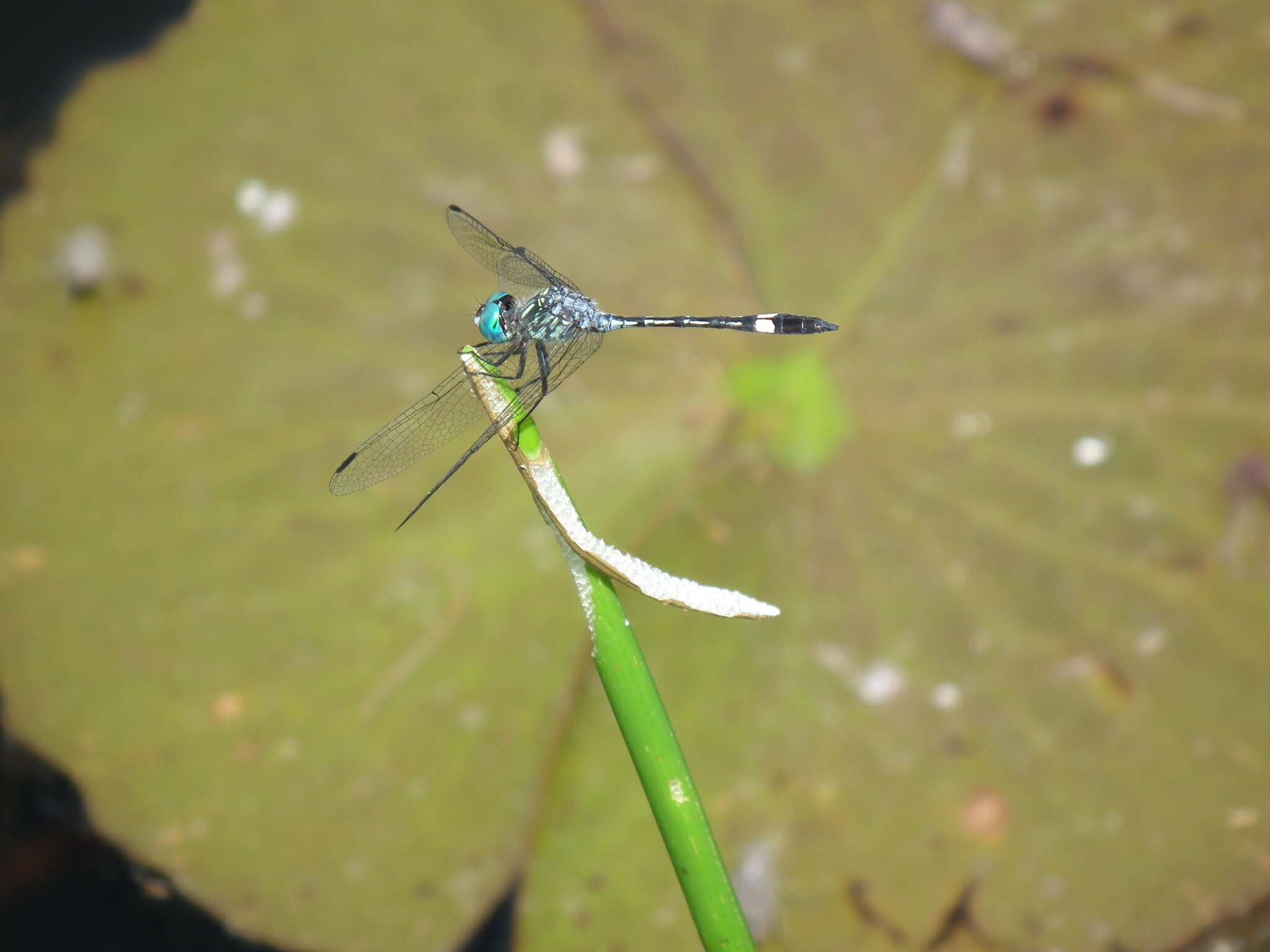 Imagem de Micrathyria ocellata Martin 1897