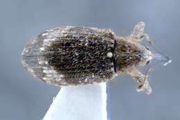 Image of Weevil