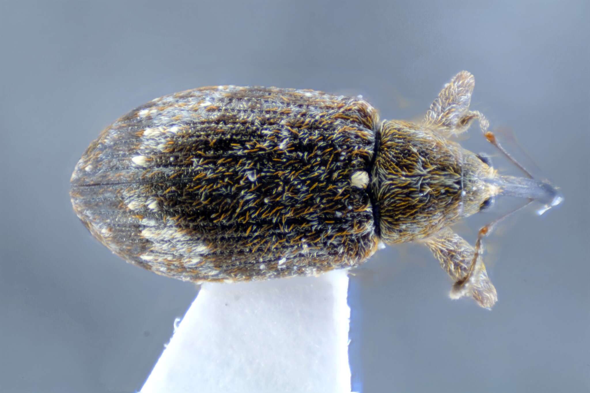 Image of Weevil