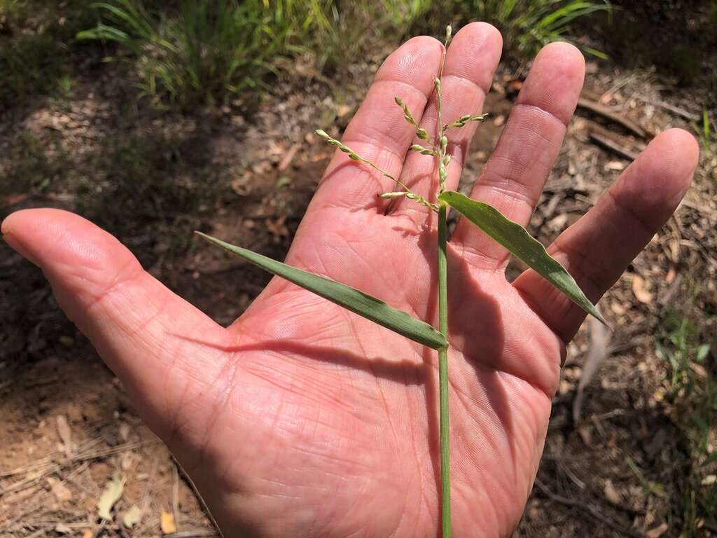 Plancia ëd Brachiaria foliosa (R. Br.) Hughes