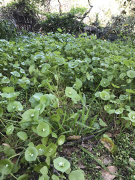 Image of miner's lettuce