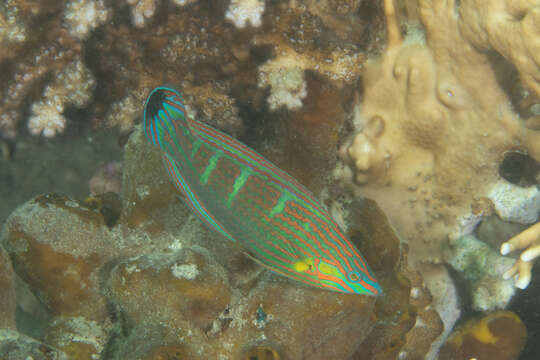 Image of Hoeven's wrasse