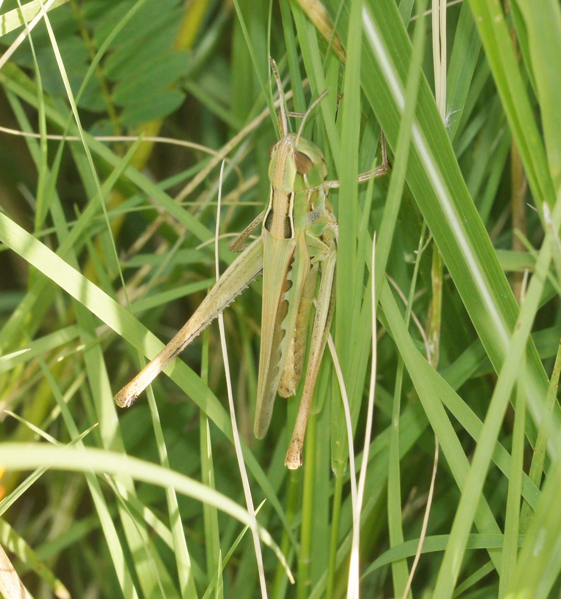 Image of Admirable Grasshopper