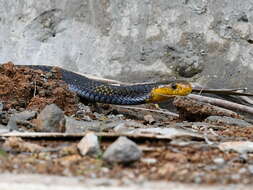 Image of Samar Cobra