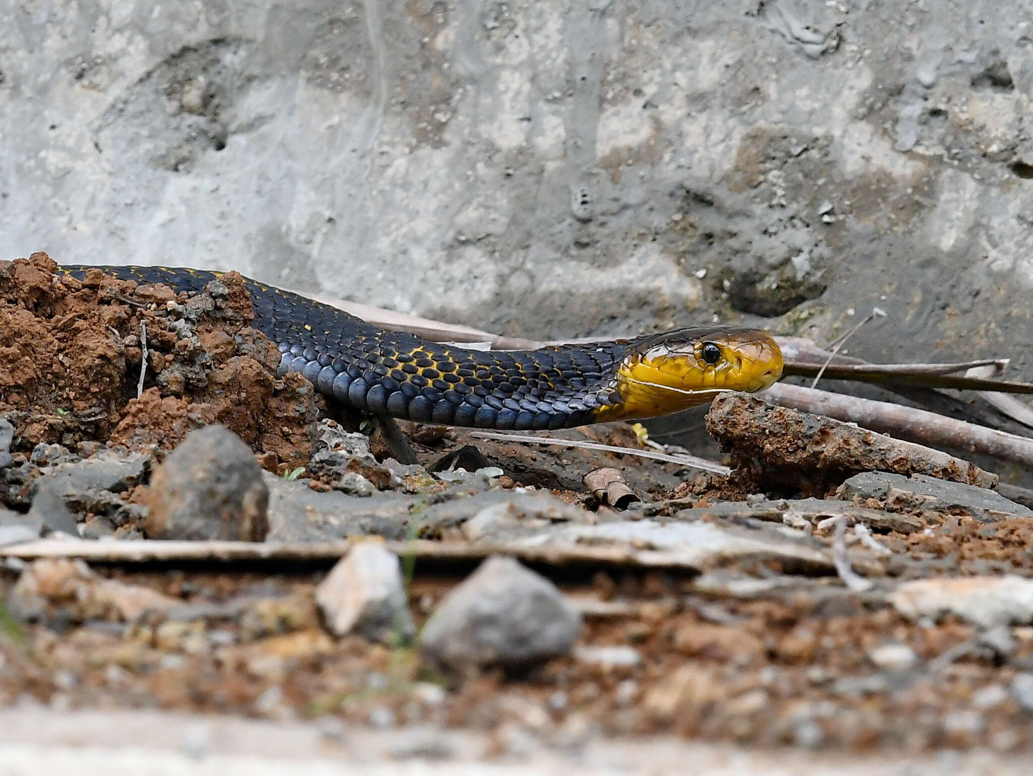 Image of Samar Cobra