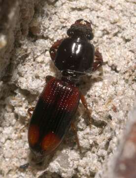 Image de Clivina (Paraclivina) bipustulata (Fabricius 1798)