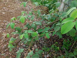 Image de Rubus urticifolius Poir.