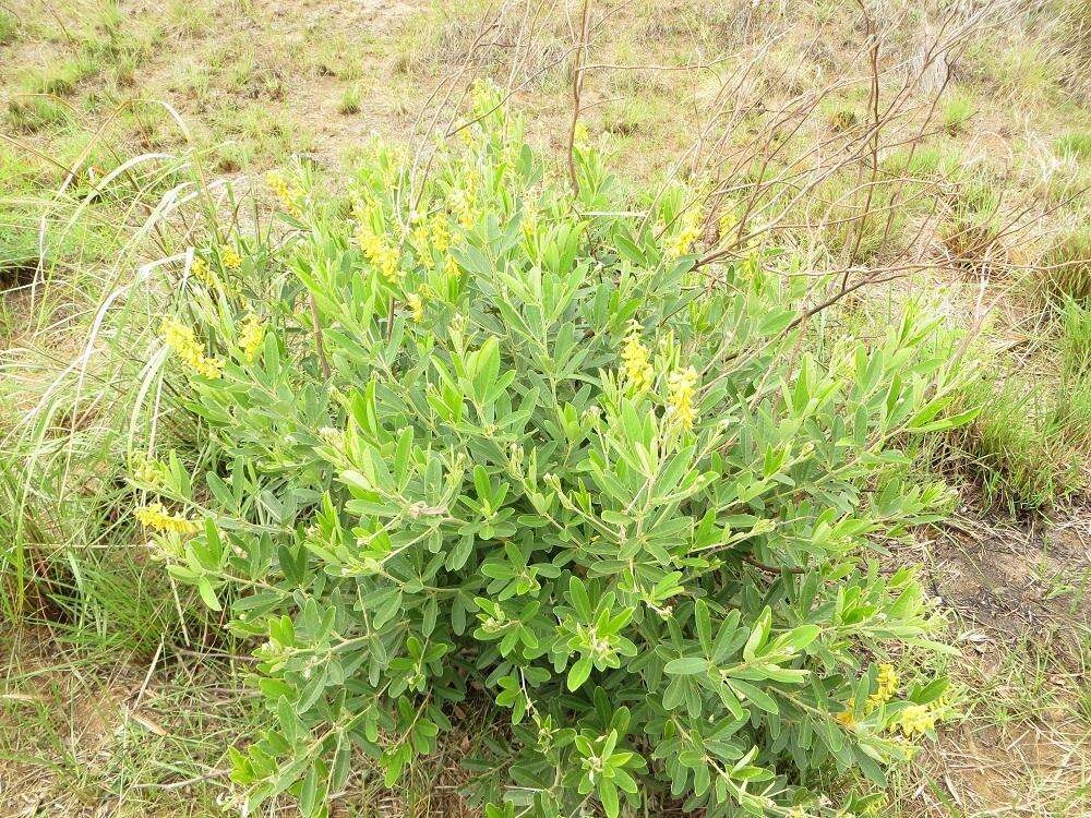 Image of Eriosema psoraleoides (Lam.) G. Don