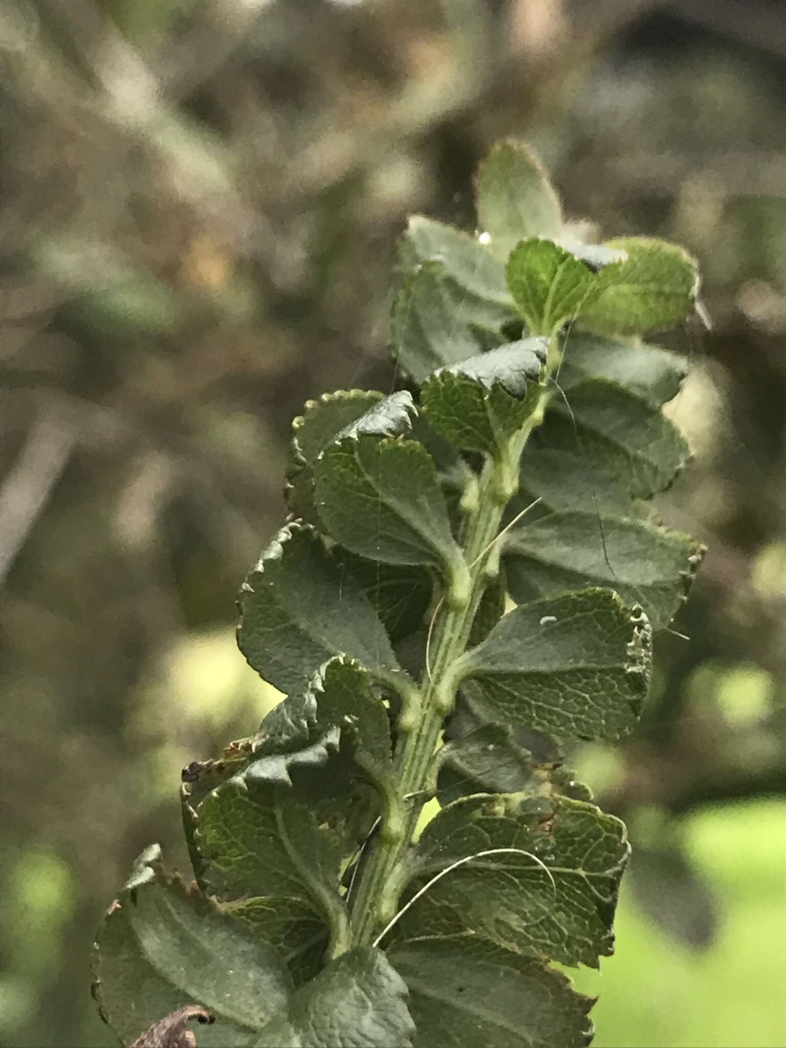 Image of Baccharis bogotensis Kunth