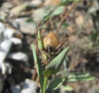Image of Linum mucronatum subsp. armenum (Bordzil.) P. H. Davis
