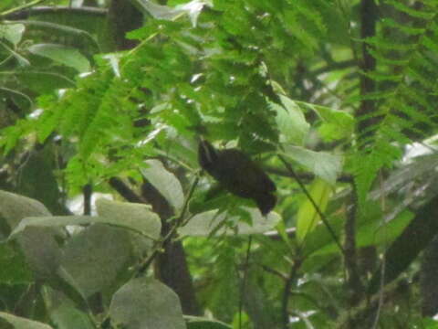 Image of Black-cheeked Warbler