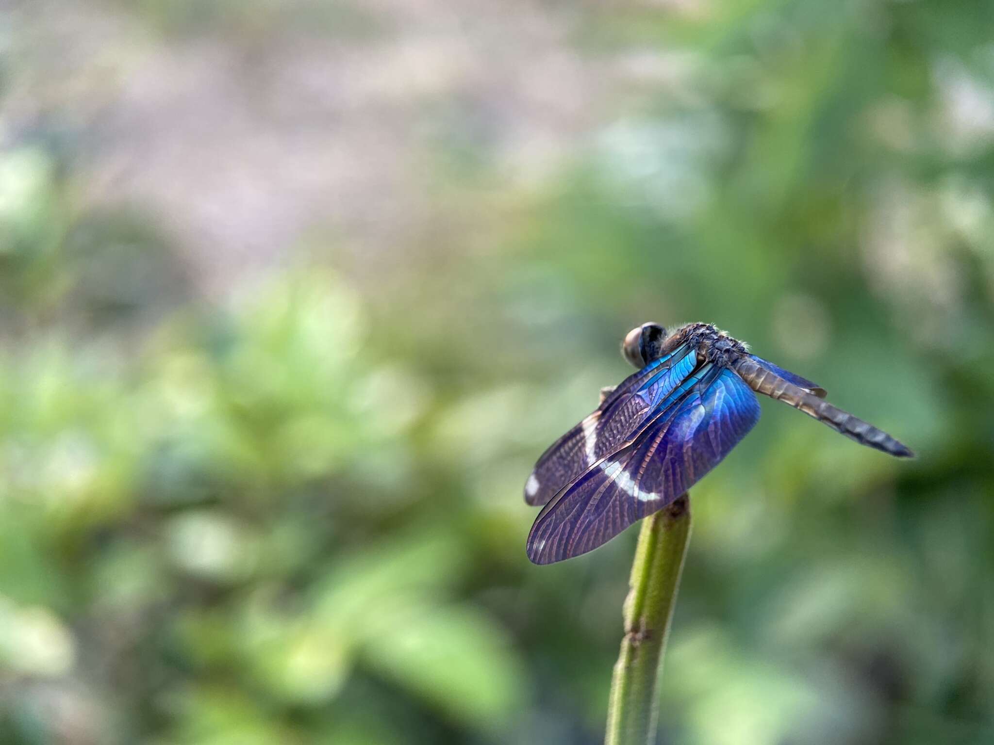 Zenithoptera Selys 1869 resmi