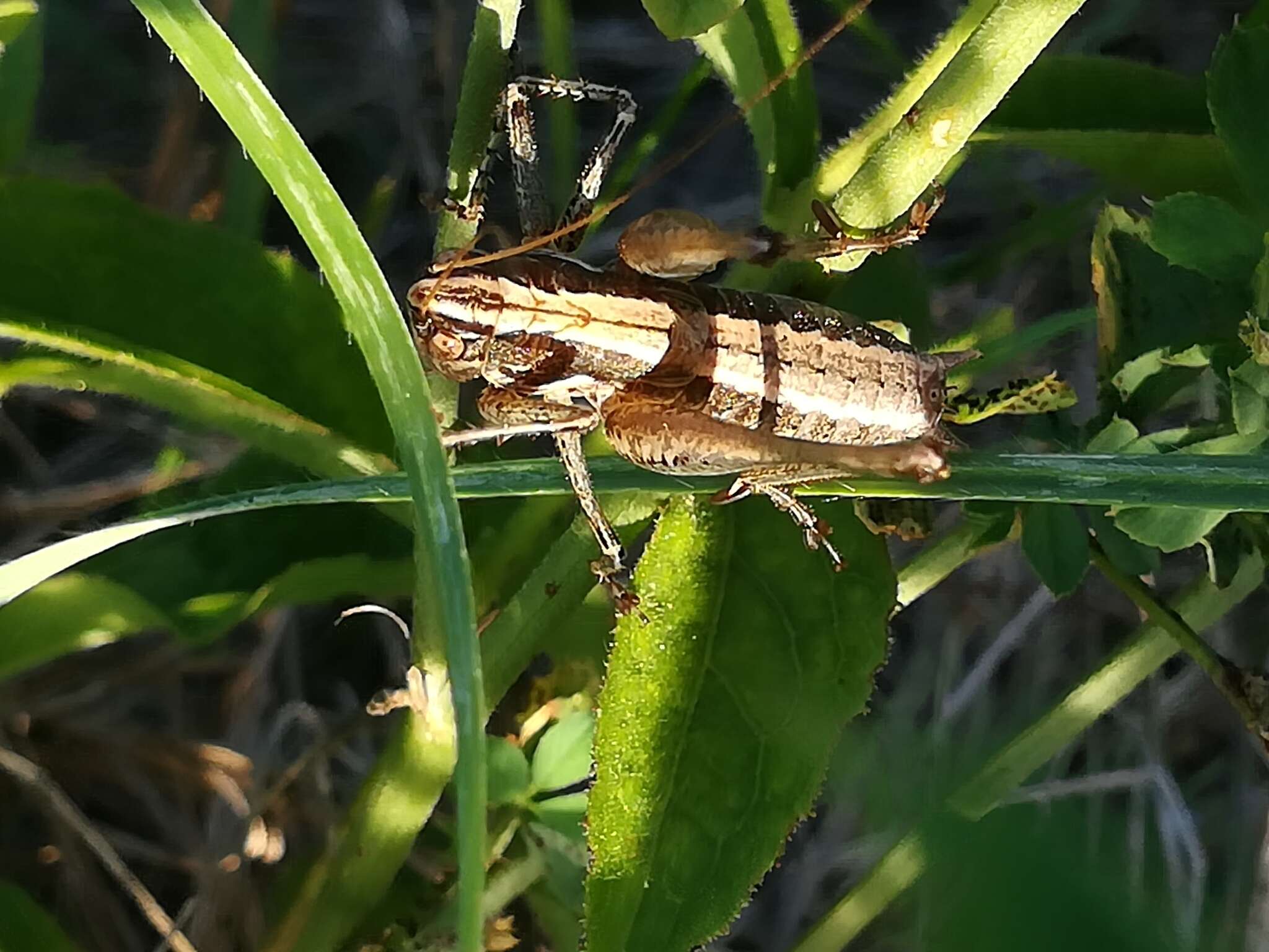 Слика од Rhacocleis germanica (Herrich-Schäffer 1840)