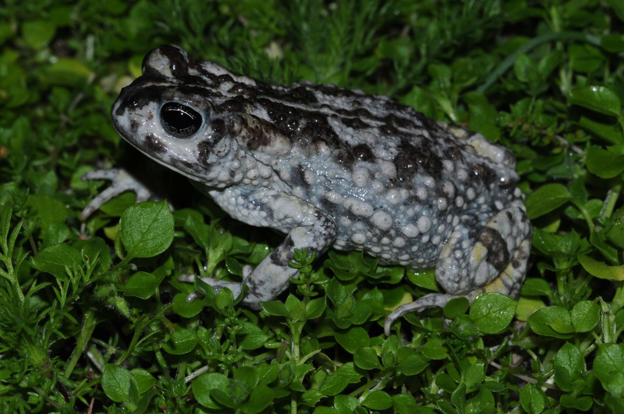 Image de Vandijkophrynus angusticeps (Smith 1848)