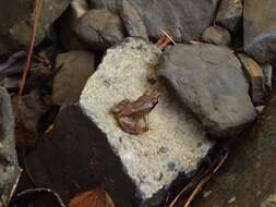 Image of Pyrenean Frog