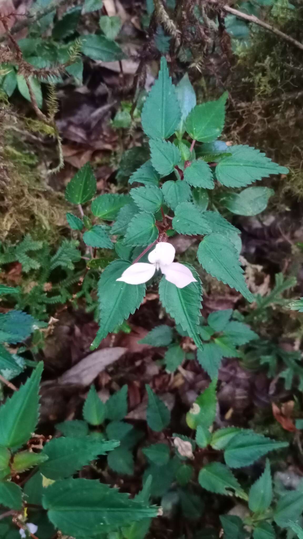 Imagem de Sonerila tenuifolia Bl.