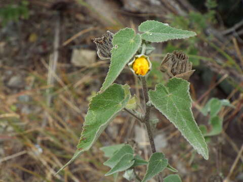 Image of whiteleaf Indian mallow