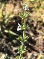 Image of Salvia runcinata L. fil.