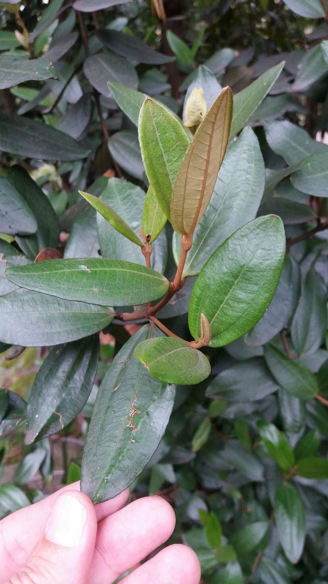 Imagem de Miconia squamulosa (Sm.) Triana