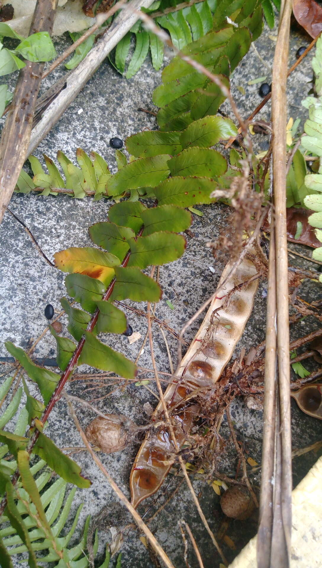 Image of narrow swordfern