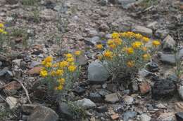 Image of silver bladderpod