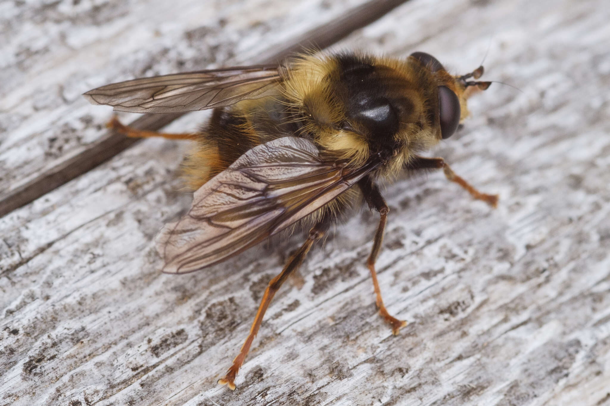 Image de Criorhina bubulcus (Walker 1849)