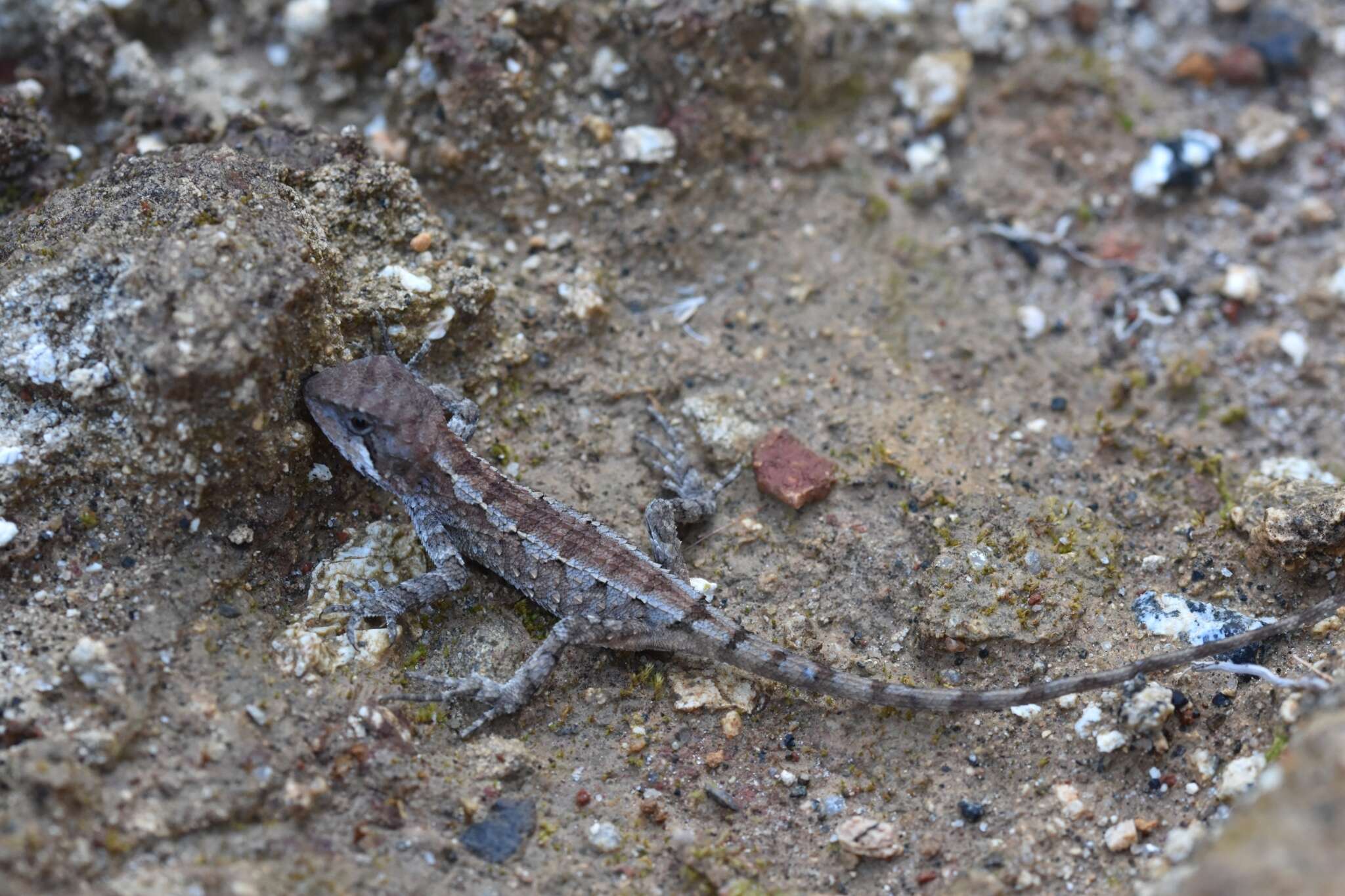 Слика од Diploderma varcoae Boulenger 1918