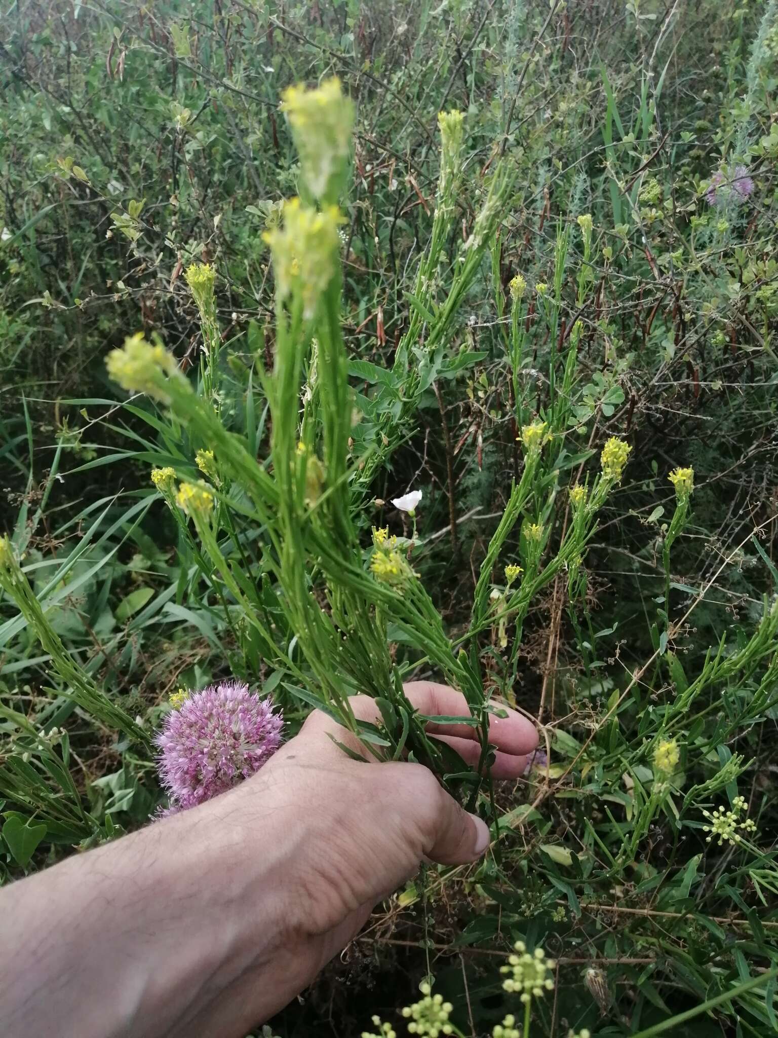 Image of hard wallflower