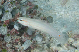 Image of Crosshatch goby