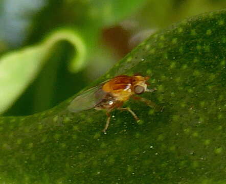 Image of Thaumatomyia rubida (Coquillett 1898)