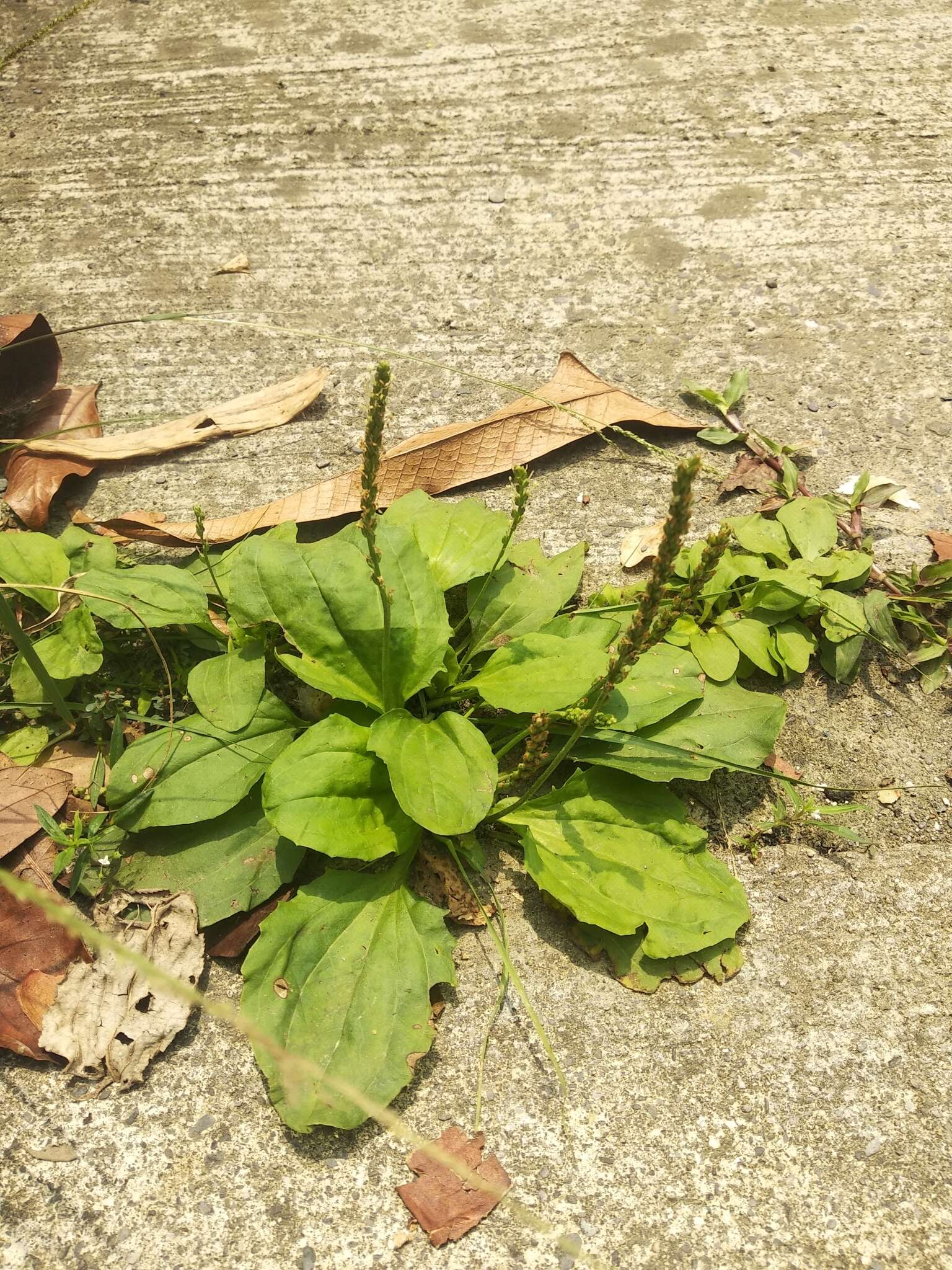 Image de Plantago asiatica L.