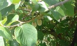 Image of Actinidia eriantha Benth.