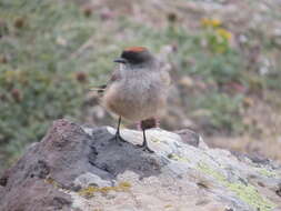 Image of Cinnamon-bellied Ground Tyrant